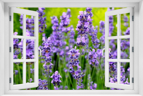 Fototapeta Naklejka Na Ścianę Okno 3D - Lavendeltraum