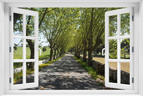 Fototapeta Naklejka Na Ścianę Okno 3D - Caminho com árvores 