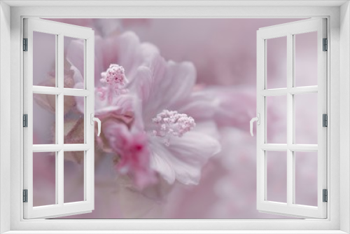Fototapeta Naklejka Na Ścianę Okno 3D - Hibiskus 