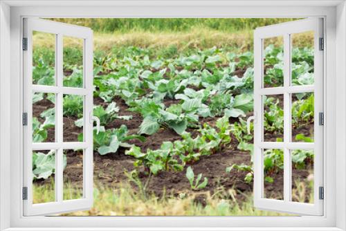 Fototapeta Naklejka Na Ścianę Okno 3D - Beet and vegetables growing on a bed.