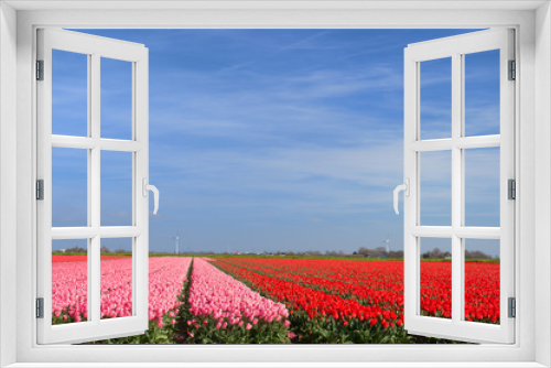Fototapeta Naklejka Na Ścianę Okno 3D - Field red tulips
