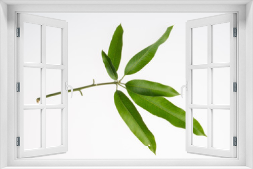 Fototapeta Naklejka Na Ścianę Okno 3D - leaf or peel mango leaf on a background.