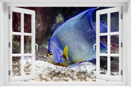 Fototapeta Naklejka Na Ścianę Okno 3D - Рыба - Ангел синий
