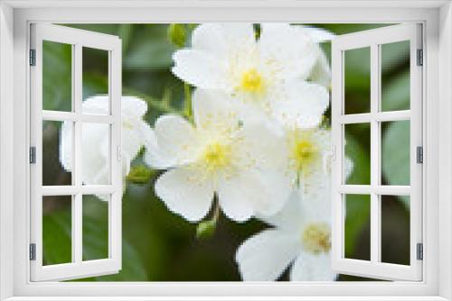 Fototapeta Naklejka Na Ścianę Okno 3D - Multiflora rose