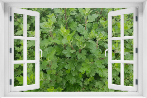Fototapeta Naklejka Na Ścianę Okno 3D - Chrysantheme, Herbst-, Chrysanthemum Indicum-Hybr. Poesie, Kraeuter, Heilpflanze