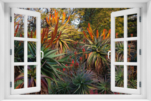 Fototapeta Naklejka Na Ścianę Okno 3D - Aloe garden