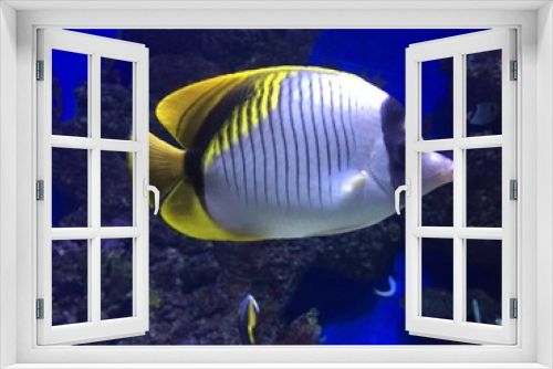 Fototapeta Naklejka Na Ścianę Okno 3D - Fish