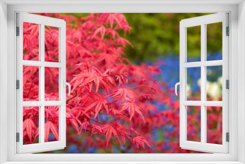 Fototapeta Naklejka Na Ścianę Okno 3D - Background of red acer leaves in park