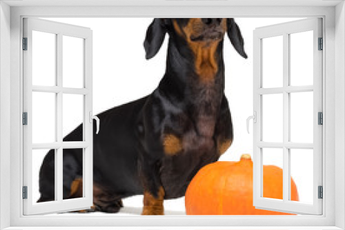 Fototapeta Naklejka Na Ścianę Okno 3D - funny portrait of a dog (puppy) breed dachshund black tan, and an orange festive pumpkin, isolated on a white background