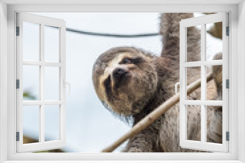 Fototapeta Naklejka Na Ścianę Okno 3D - Three-toed baby sloth hanging from one claw
