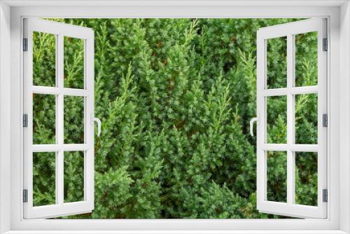 Fototapeta Naklejka Na Ścianę Okno 3D - Background green from juniper branches