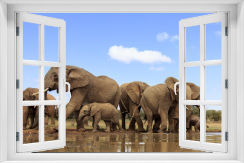 Fototapeta Naklejka Na Ścianę Okno 3D - African Elephants