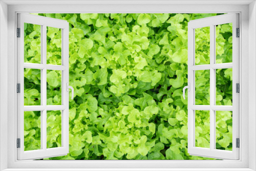 Fototapeta Naklejka Na Ścianę Okno 3D - Fresh green oak lettuce in vegetable garden