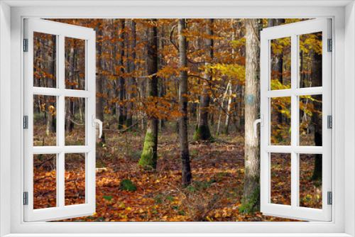 Fototapeta Naklejka Na Ścianę Okno 3D - arbre automne