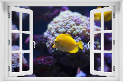 Fototapeta Naklejka Na Ścianę Okno 3D - The marine life of the Indian Ocean. Colorful aquarium, showing colorful fish swimming