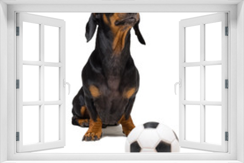 Fototapeta Naklejka Na Ścianę Okno 3D - funny portrait of a dog (puppy) breed dachshund black tan,  with soccer (football) ball isolated on white background