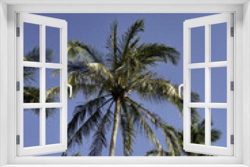 Fototapeta Naklejka Na Ścianę Okno 3D - Coconu Palm