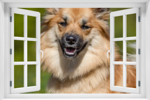 Fototapeta Naklejka Na Ścianę Okno 3D - Happy dog on sunny day