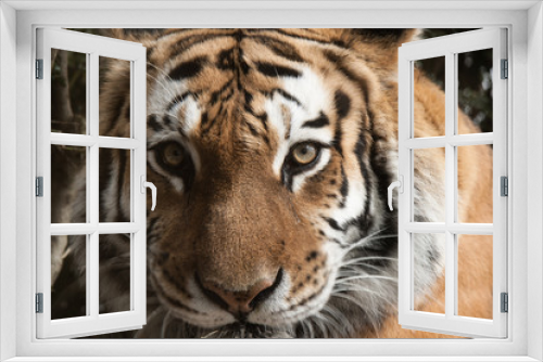 Fototapeta Naklejka Na Ścianę Okno 3D - Bronx Zoo Tiger Face