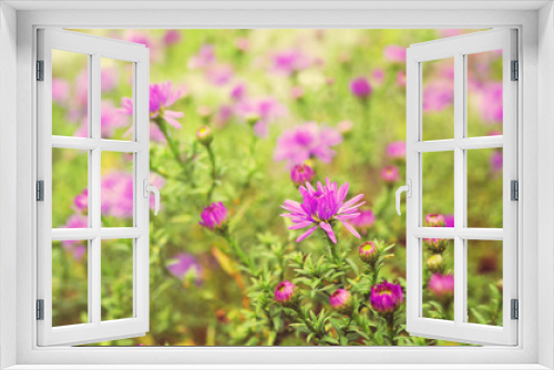 Fototapeta Naklejka Na Ścianę Okno 3D - Autumn pink flowers. Soft focus.