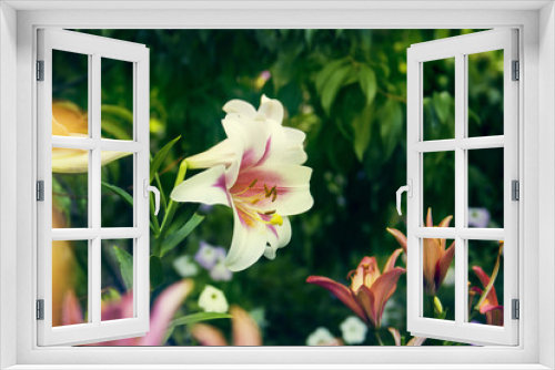Fototapeta Naklejka Na Ścianę Okno 3D - pale white and red lily