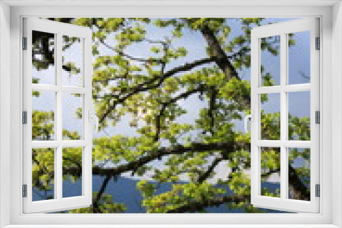 Fototapeta Naklejka Na Ścianę Okno 3D - foliage and branch of downy oak or pubescent oak tree in spring, Quercus pubescens