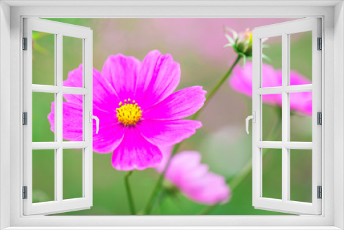 Fototapeta Naklejka Na Ścianę Okno 3D - Beautiful Pink cosmos flower blooming  in  spring day  by Macro lens .