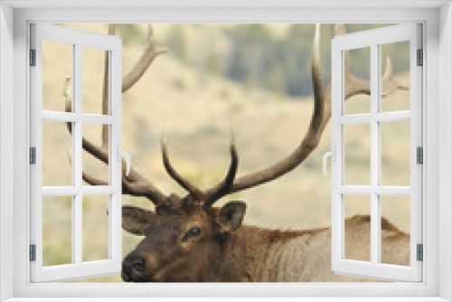 Fototapeta Naklejka Na Ścianę Okno 3D - Elk Portrait