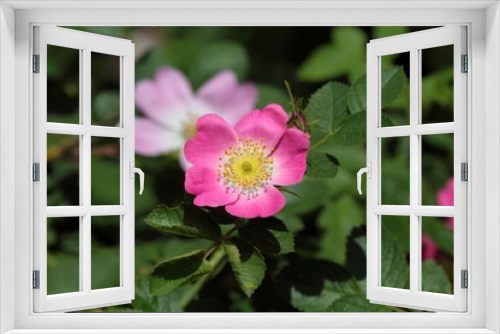 Fototapeta Naklejka Na Ścianę Okno 3D - Sweet Briar Rose (Rosa rubiginosa)