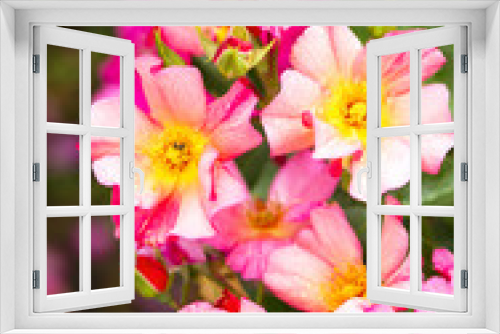 Fototapeta Naklejka Na Ścianę Okno 3D - Close-up of garden rose
