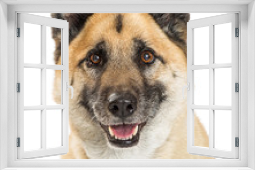 Fototapeta Naklejka Na Ścianę Okno 3D - Closeup Happy Akita Dog