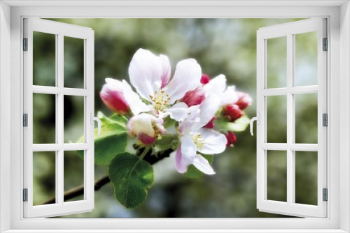 Fototapeta Naklejka Na Ścianę Okno 3D - Apple blossom (Malus)