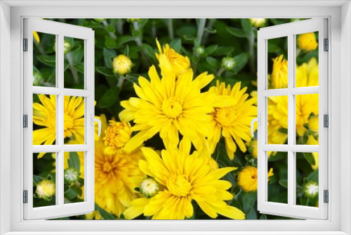 Fototapeta Naklejka Na Ścianę Okno 3D - The yellow mum flowers of the garden on a close up view.