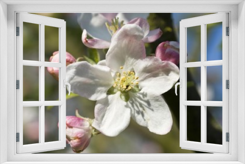 Fototapeta Naklejka Na Ścianę Okno 3D - Apple Blossom, (Malus)