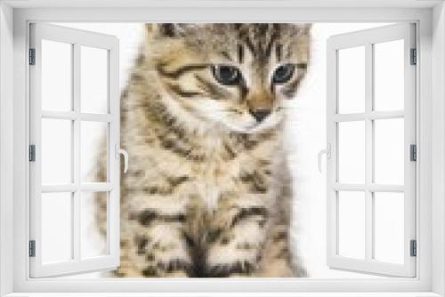 Fototapeta Naklejka Na Ścianę Okno 3D - Domestic cat