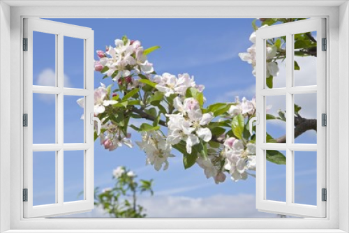 Fototapeta Naklejka Na Ścianę Okno 3D - Apple blossoms, Altes Land fruit-growing region, Lower Saxony, Germany, Europe