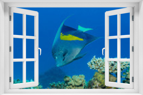 Fototapeta Naklejka Na Ścianę Okno 3D - Kaiserfisch am Korallenriff