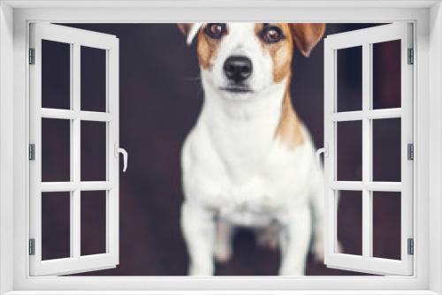 Fototapeta Naklejka Na Ścianę Okno 3D - Dog at home