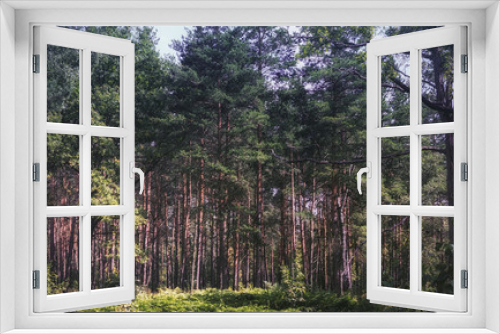 Fototapeta Naklejka Na Ścianę Okno 3D - Summer Pine Forest