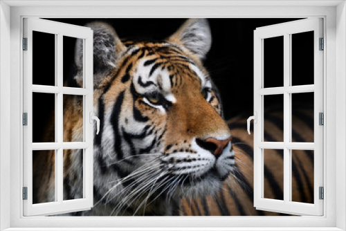 Fototapeta Naklejka Na Ścianę Okno 3D - Portrait de tigre