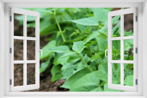 Fototapeta Naklejka Na Ścianę Okno 3D - plants d'haricots verts