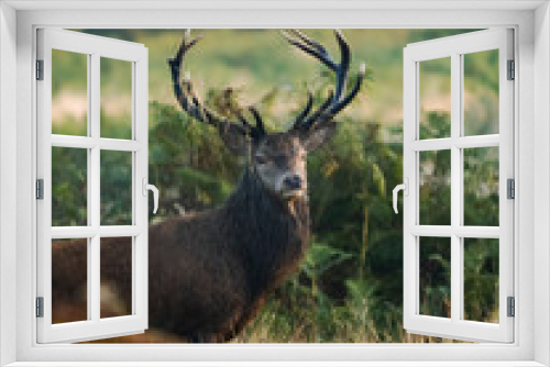 Fototapeta Naklejka Na Ścianę Okno 3D - Male Stag Red Deer (Cervus elaphus)