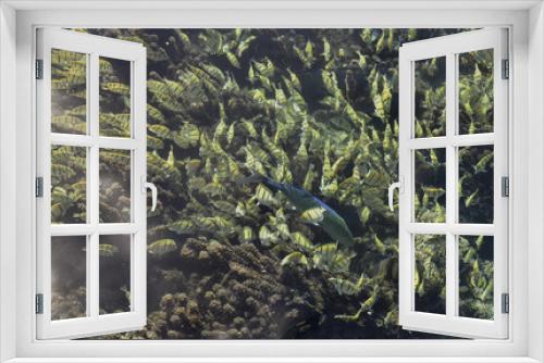 Fototapeta Naklejka Na Ścianę Okno 3D - Colorful school of fish