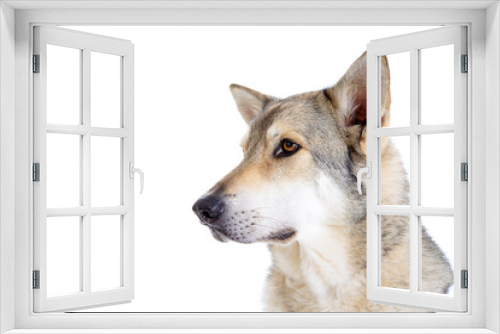 Fototapeta Naklejka Na Ścianę Okno 3D - wolfhound
