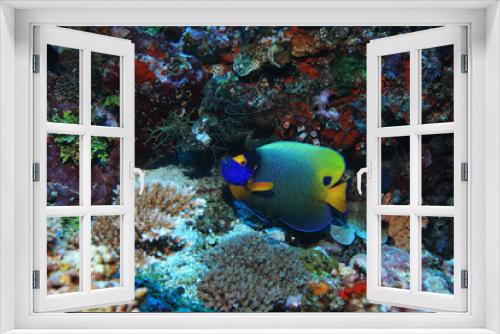 Fototapeta Naklejka Na Ścianę Okno 3D - Blueface angelfish