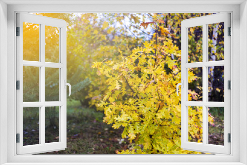 Fototapeta Naklejka Na Ścianę Okno 3D - Gold autumn colors of oak leaves