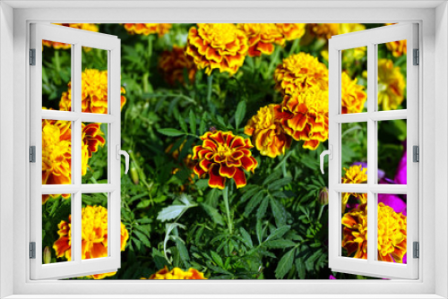 Fototapeta Naklejka Na Ścianę Okno 3D - A sharply depicted yellow flower surrounded by other plants.