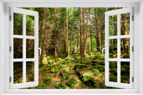 Fototapeta Naklejka Na Ścianę Okno 3D - pine forest trees.