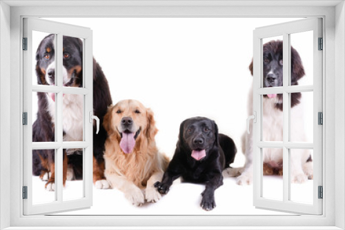 Fototapeta Naklejka Na Ścianę Okno 3D - group of different breed dog isolated in front white background
