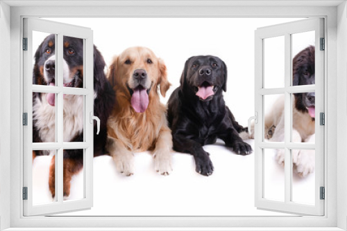 Fototapeta Naklejka Na Ścianę Okno 3D - group of different breed dog isolated in front white background